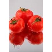 Овощи свежие помидоры продать купить. Лампо, перфектил, рио фуего фото
