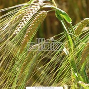Зерно товарное:Пшеница озимая Антоновка и Богдана Ячмень Кукурудза Подсолнечник семена