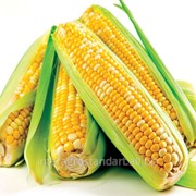 Насіння кукурудзи ДКС 2870 фотография
