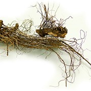Левзея сафлоровидная , маралий корень фото