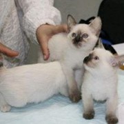 Вакцинация котят фото