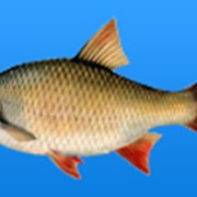 Рыба сушено-вяленая