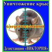 Уничтожение крыс - борьба с крысами. фото