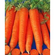 Смена морковки Шантане фото