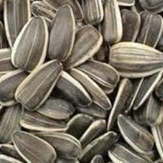 Закупка семян для растениеводства фото