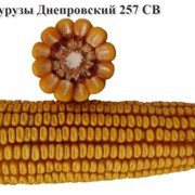 Семена кукурузы.Гибрид кукурузы Днепровский 257 СВ