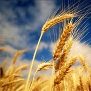 Озима пшениця Гарантія, Супер еліта фото