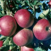 Айдарет, плоды яблонь довольно крупные, массой 110-145 г. чуть кисловатые, саженцы яблони сорта Айдаред, саженцы плодовых деревьев фото