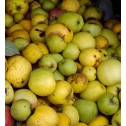 Яблоки, груши от 100 кг. фотография