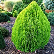 Туя западная Ауреа Нана (Thuja orientalis 'Aurea Nana')