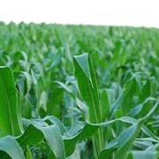 Выращивание семян кукурузы фото