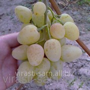 Саженцы винограда Монарх фото