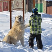 Армянский Волкодав ГАМПР фото