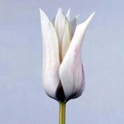 Срезанный цветок Тюльпан Tres Chic