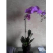 Орхидеи киев фотография