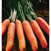 Морковь сорта Камарилло