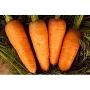 Семена моркови Болтекс 0,5 кг фотография
