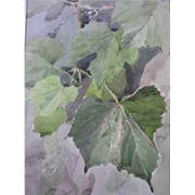 Картины, написанные акварелью 30,40 лист винограда