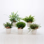 Комнатные растения микс -- Indoor plants mixed фотография