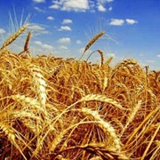 Пшеница от производителя! фото