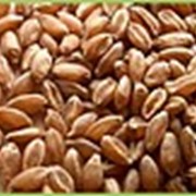 Масло пшеничных зародышей, 100 мл фото