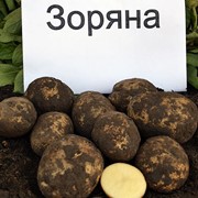 Семенное хозяйство реализует картофель элитных сортов Зоряна фото