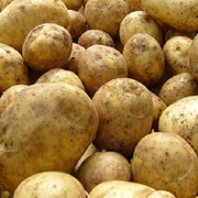 Картофель оптом по Украине фото