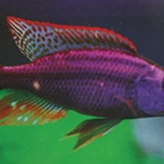 Рыбки аквариумные тропические фото