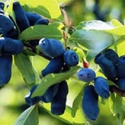 Саженцы жимолости Бакчарский Великан фото