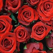 Красные Розы "Гран-При"