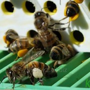 Пыльца пчелиная фотография