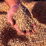 Зерно, зерновые культуры продам в харьковской области фото