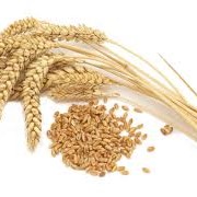 Выращивание и продажа пшеницы на экспорт фото