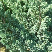 Можжевельник чешуйчатый Мейери (Ялівець лускатий; Juniperus squamata Meyeri)