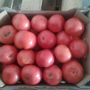Томат розовый, томат оптом, купить томат, помидоры оптом, помидоры от производителя, помидоры экспорт фото