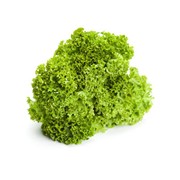 Салат зеленый (лоло биондо) фото