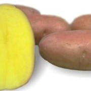 Картофель Ароза