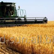 Пшеница 021