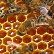 Мёд из лесного разнотравья