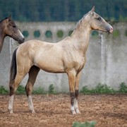 Продаётся ахалтекинский жеребец по кличке Авгур/Akhal-Teke stallion sale named Avgur фото
