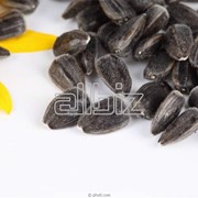 Семена люцерны фотография