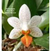 Орхидея Phalaenopsis (tetraspis x mariae) Орхидея Фаленопсис (лат. Phalaenopsis)