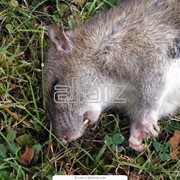 Уничтожение крыс, мышей и других грызунов фотография