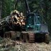 Услуги по заготовке круглого леса, пиловочника и сопутствующих материалов фото