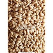 Ячмень зерно. Ячмень зерно оптом и в розницу, Ячмень зерно от производителя. фото