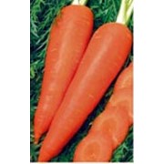 Семена моркови Королева осени фото