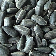 Семена подсолнечника Донской, калибр 3,8 фотография