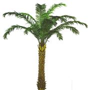 Финиковая пальма Меган фото