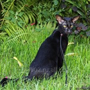 Ориентальные котята, белого,голубого и черного окраса. фото
