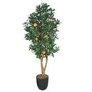 Дерево Апельсин 170 см